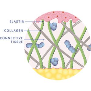 Complejo colágeno y elastina